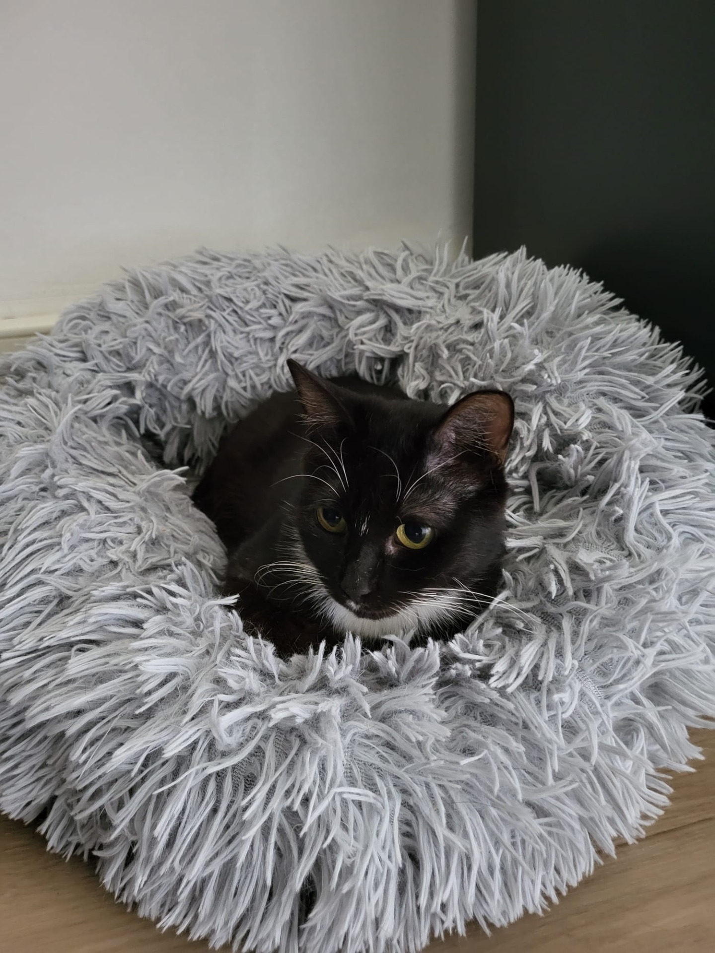 Photo de l'animal à adopté
