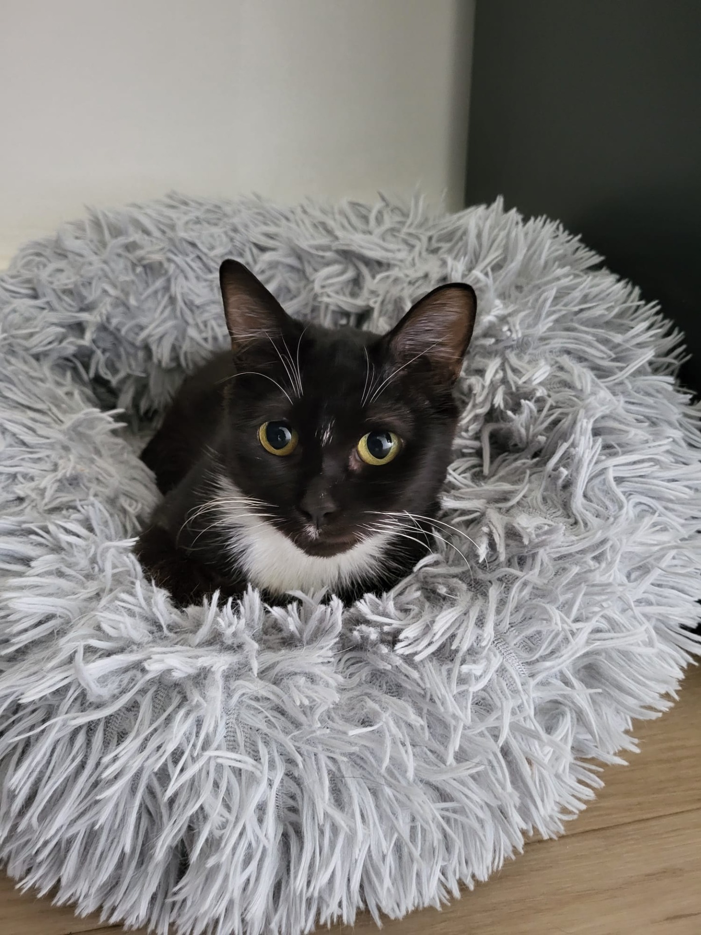 Photo de l'animal à adopté