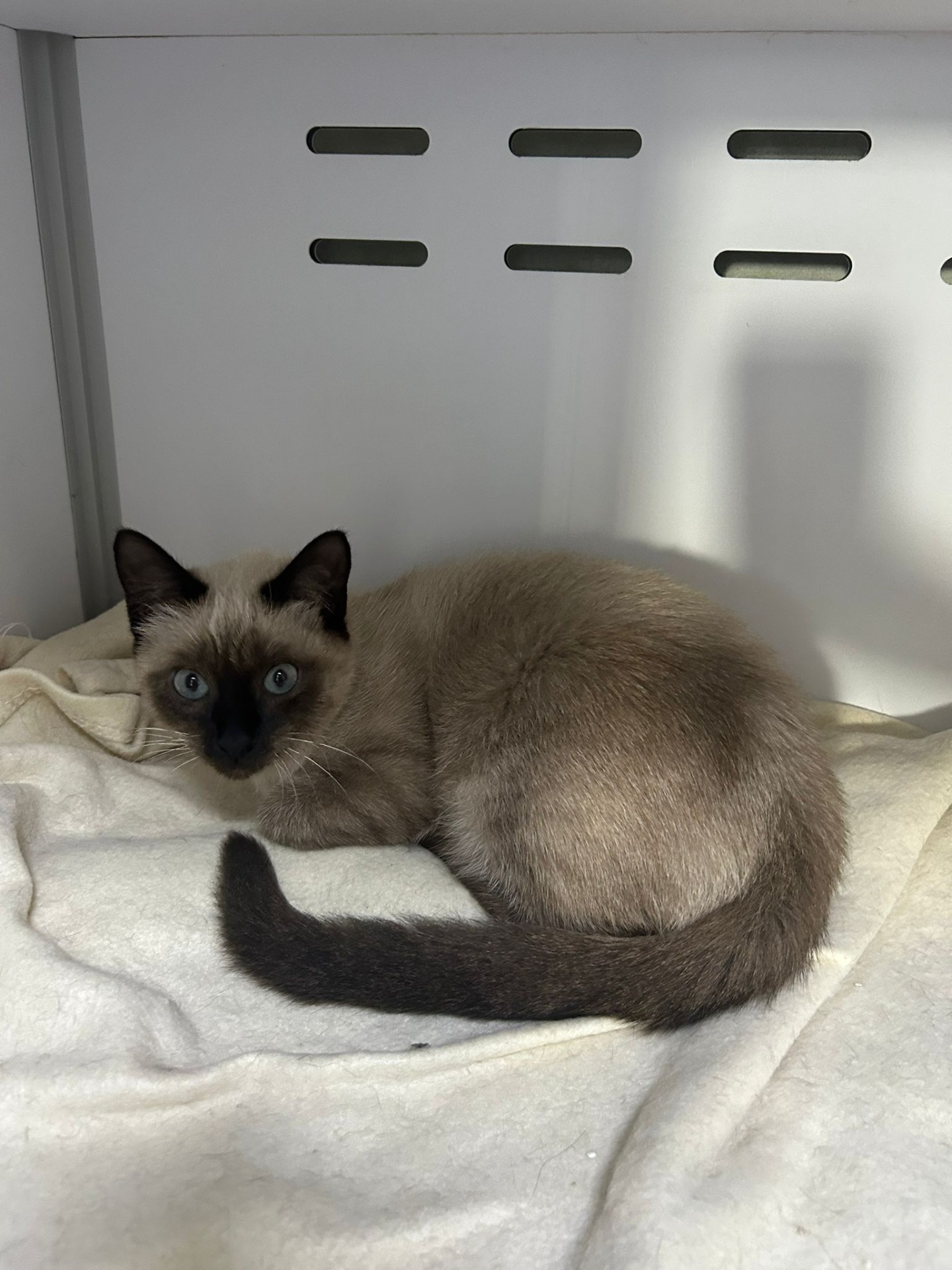 Photo de l'animal à adopté