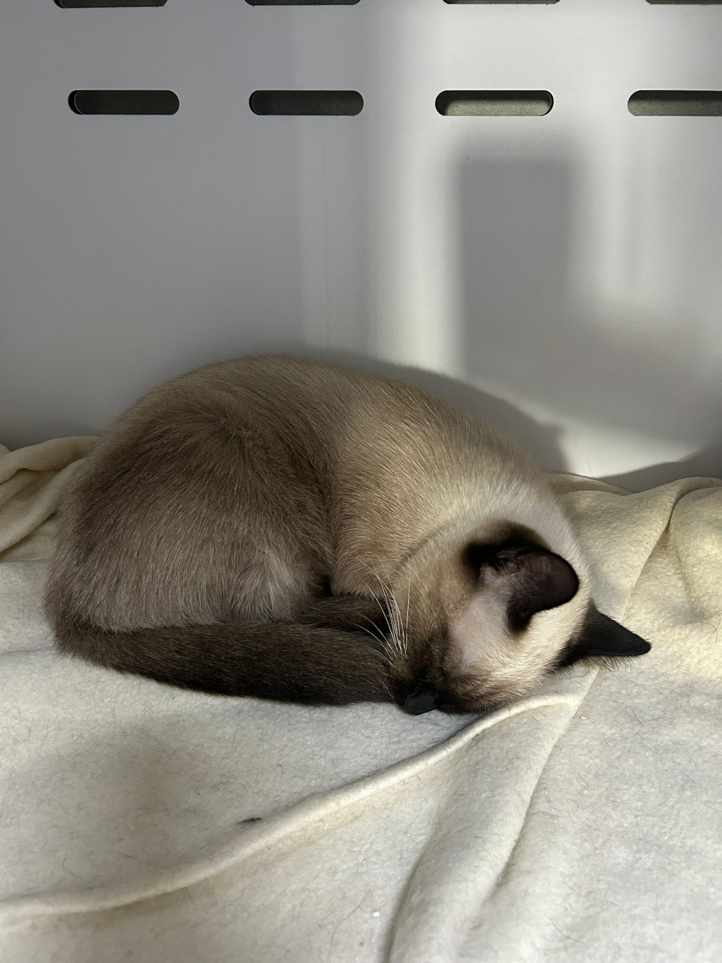 Photo de l'animal à adopté