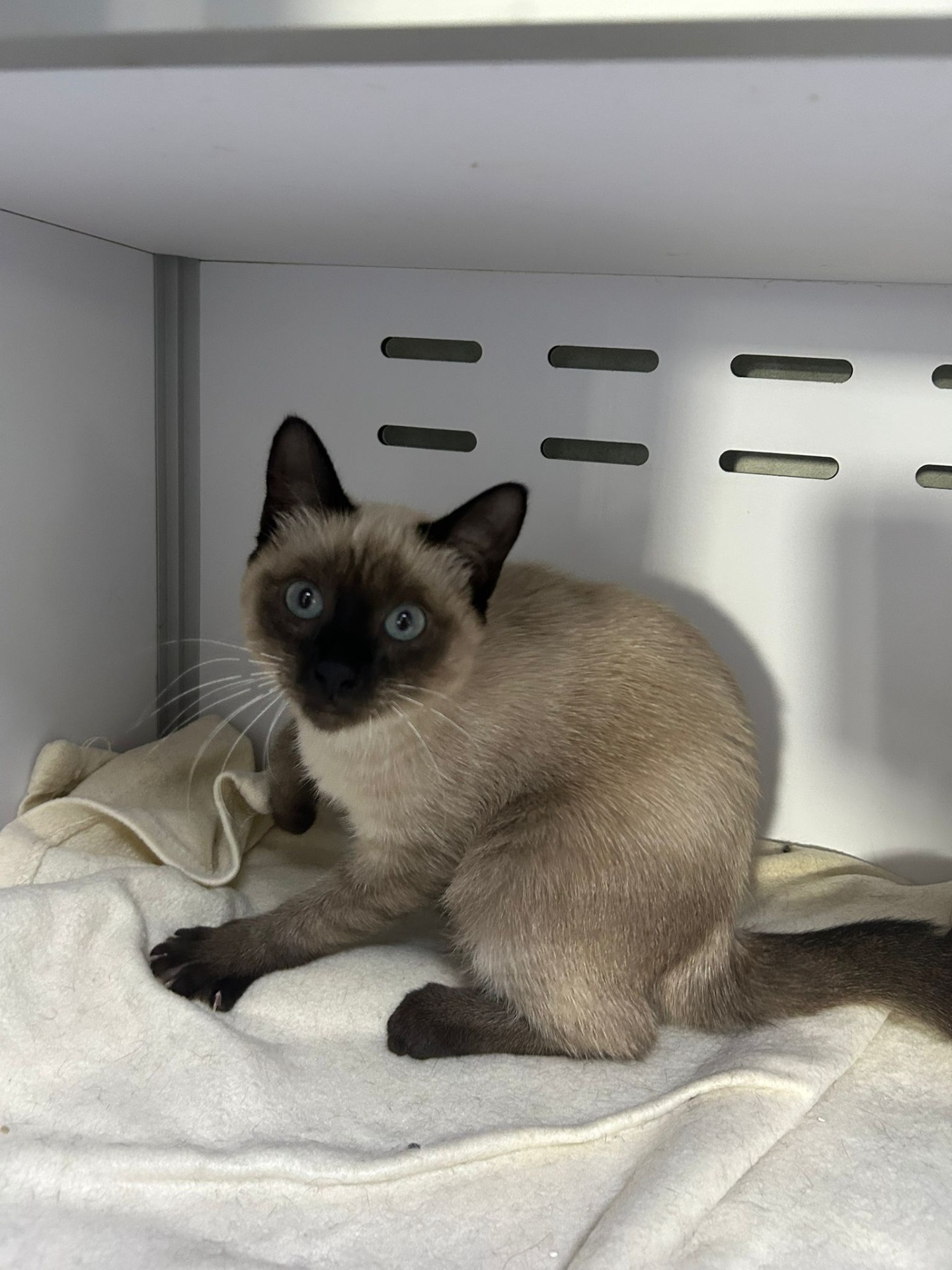 Photo de l'animal à adopté