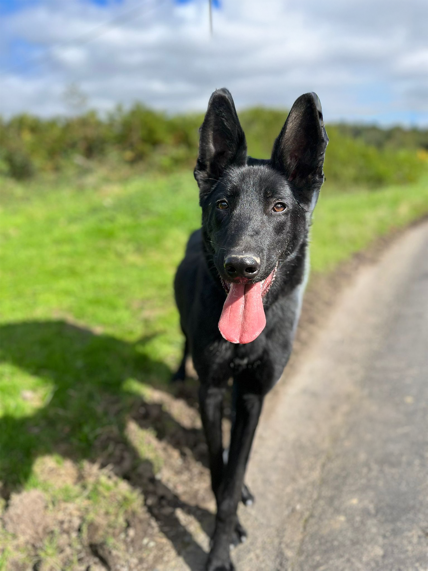 Photo de l'animal à adopté