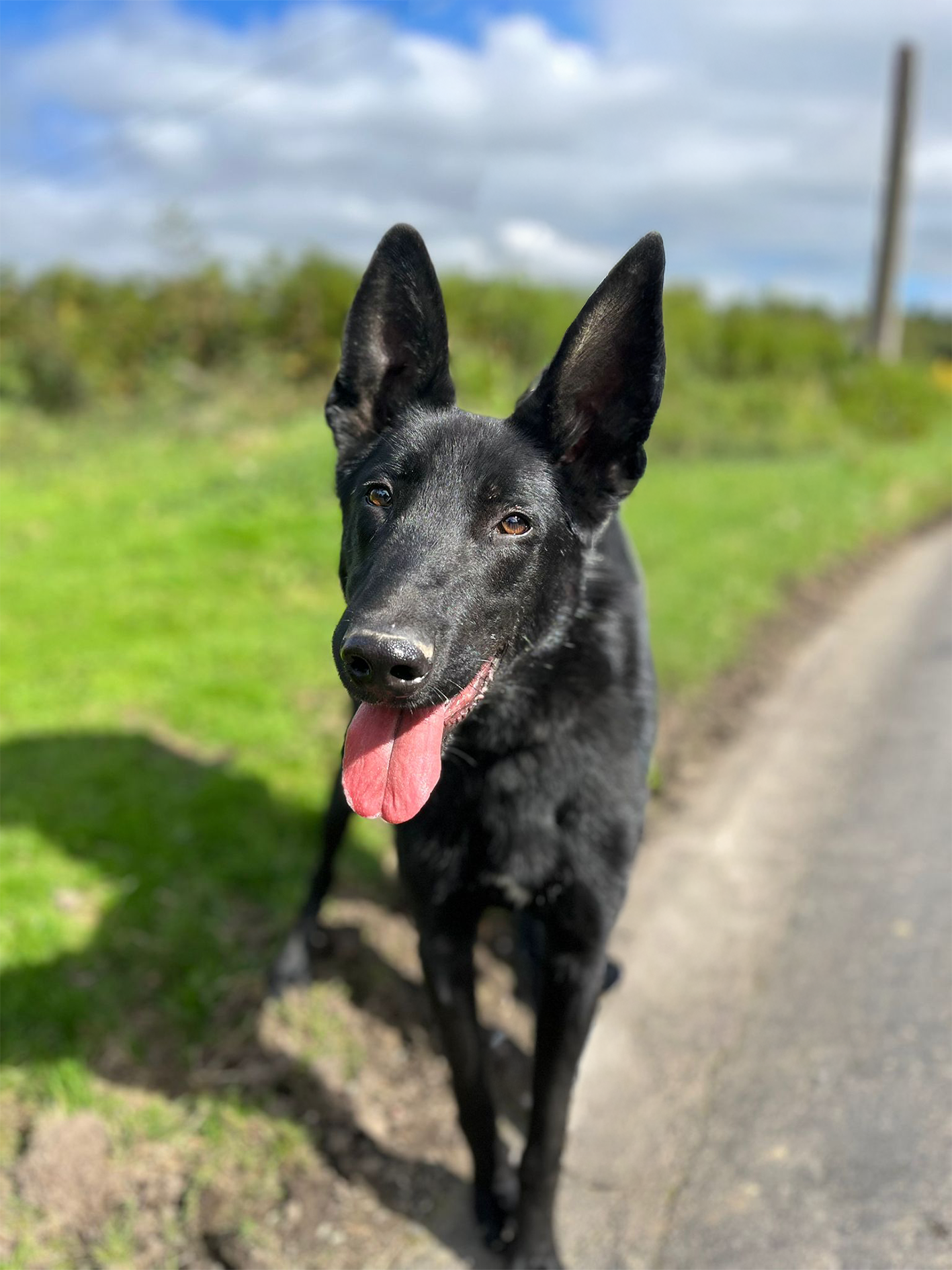Photo de l'animal à adopté
