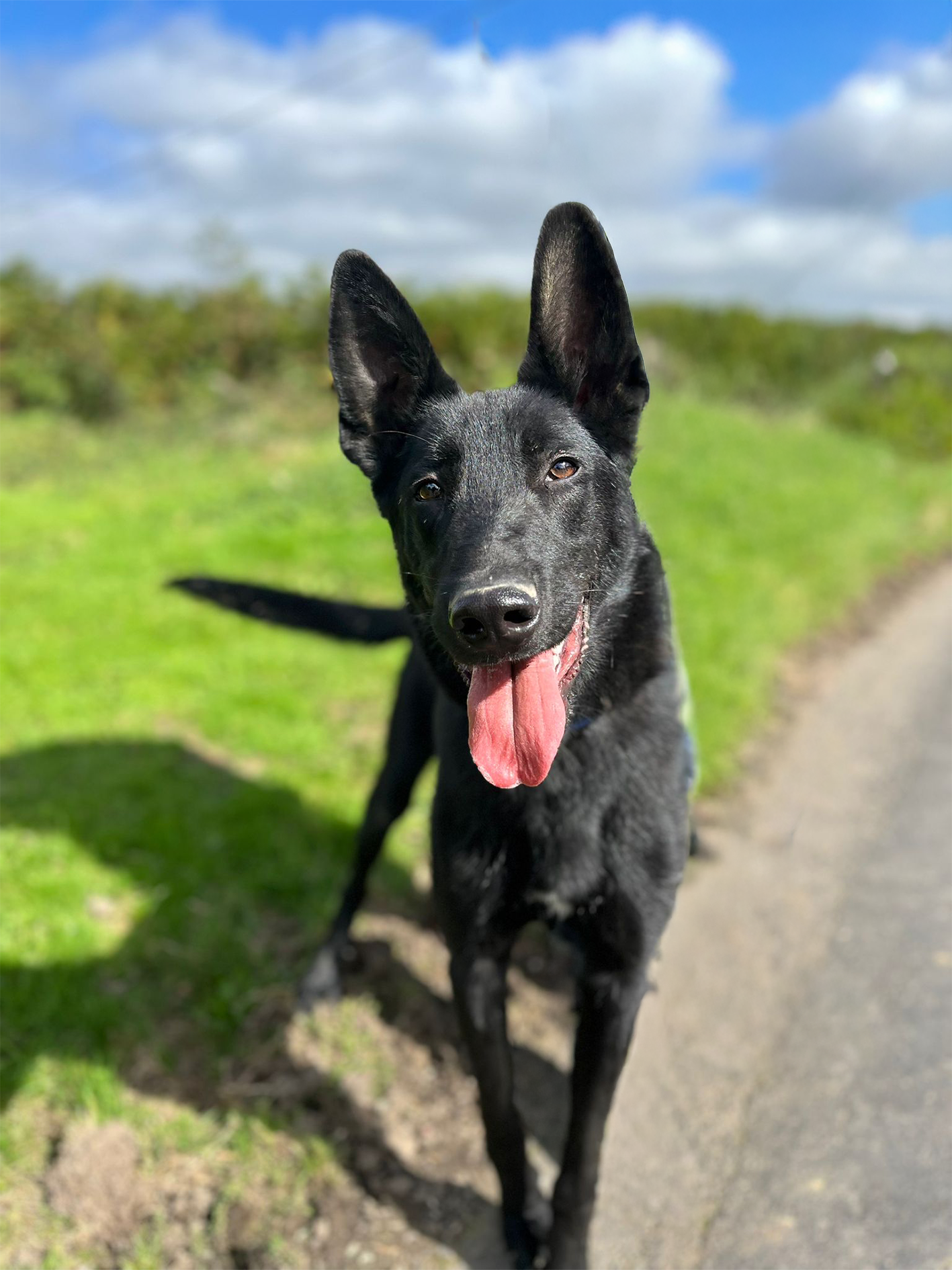 Photo de l'animal à adopté