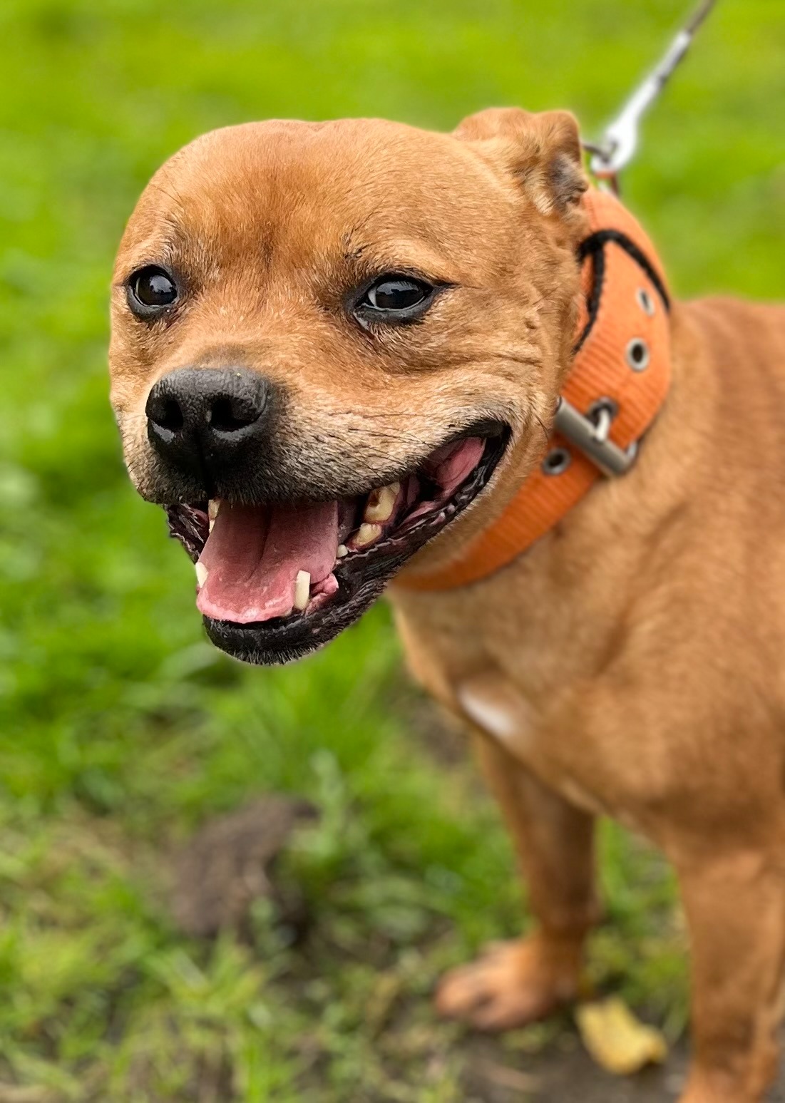 Photo de l'animal à adopté