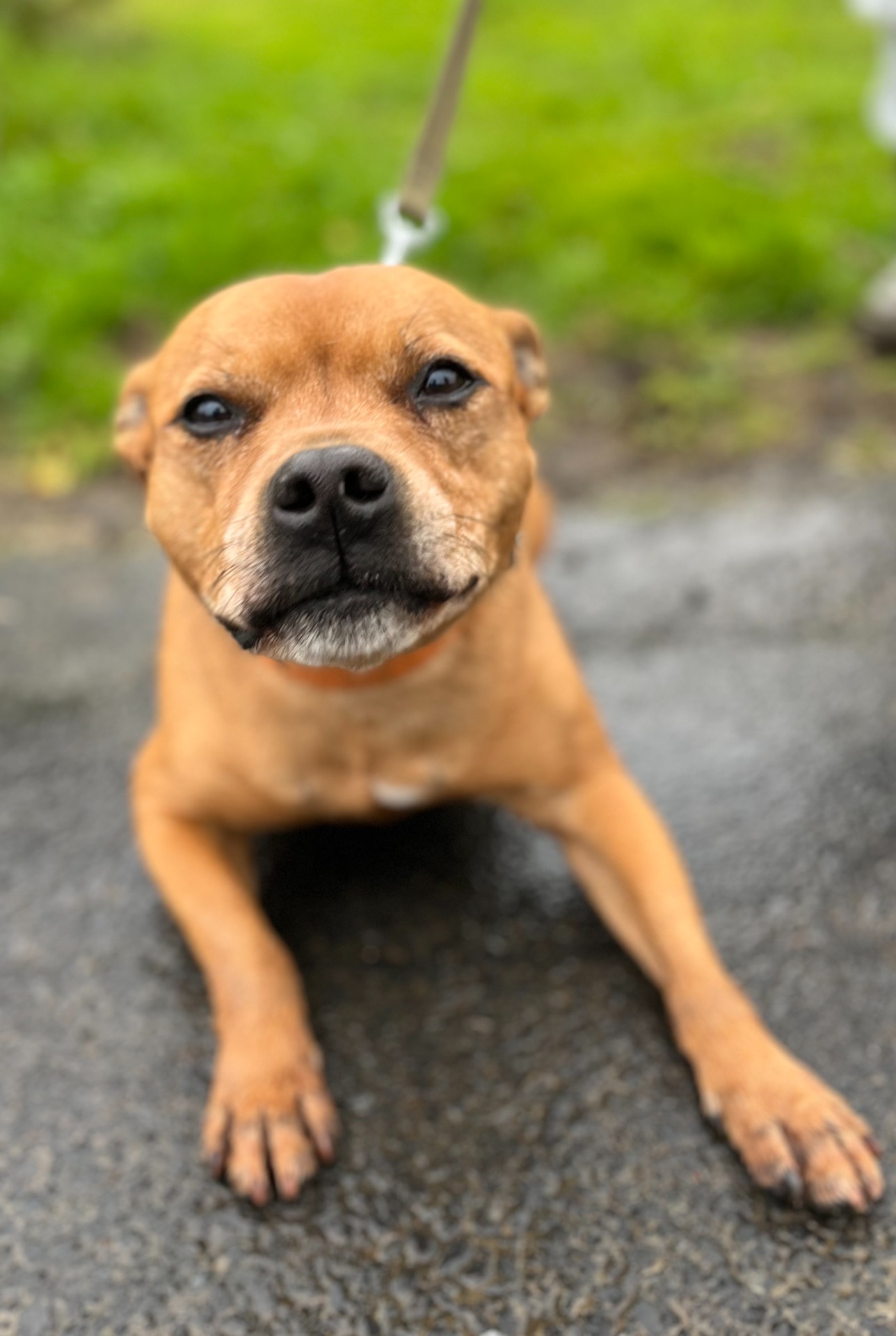 Photo de l'animal à adopté