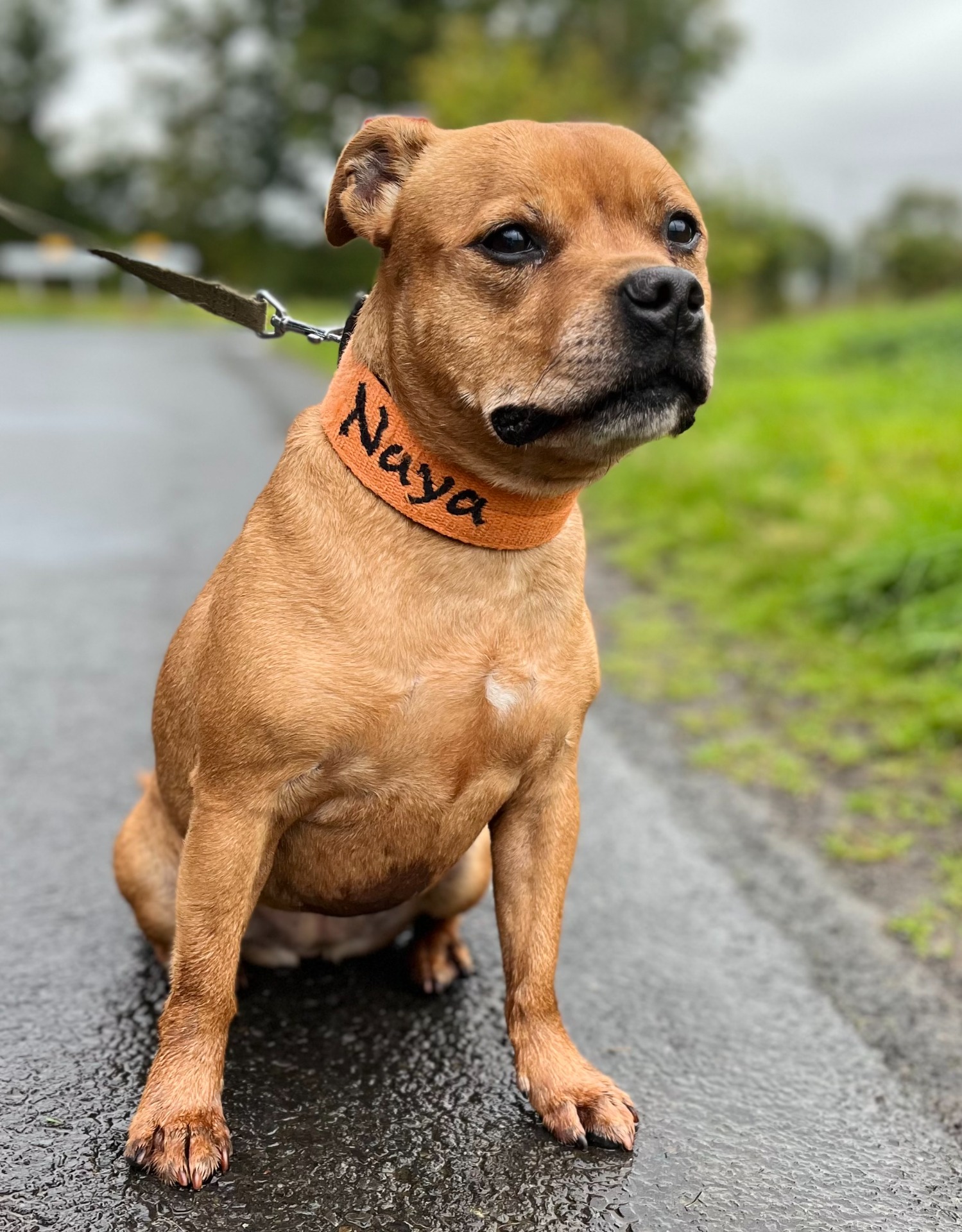 Photo de l'animal à adopté