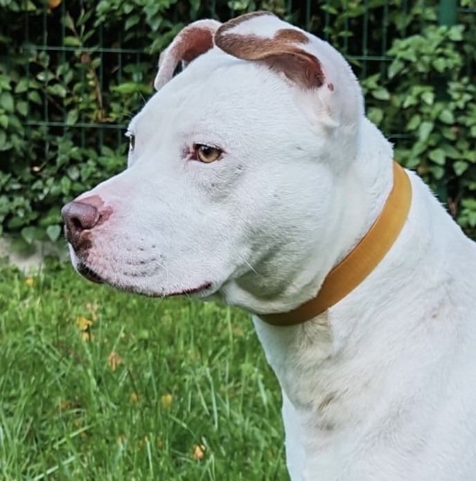 Photo de l'animal à adopté