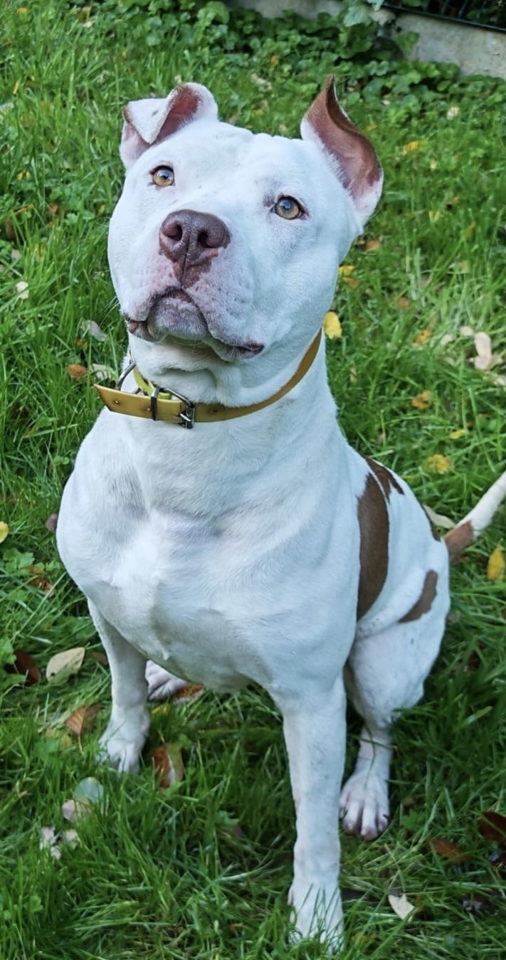 Photo de l'animal à adopté