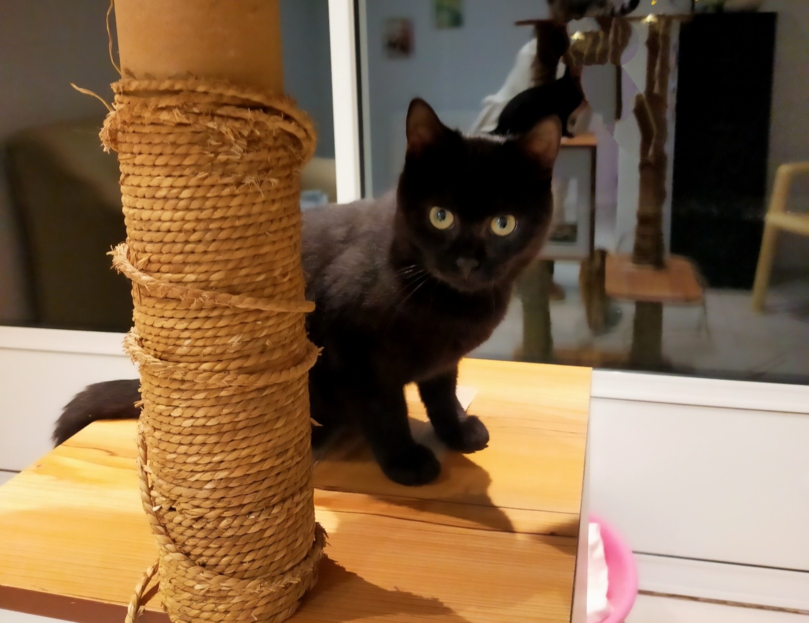 Photo de l'animal à adopté