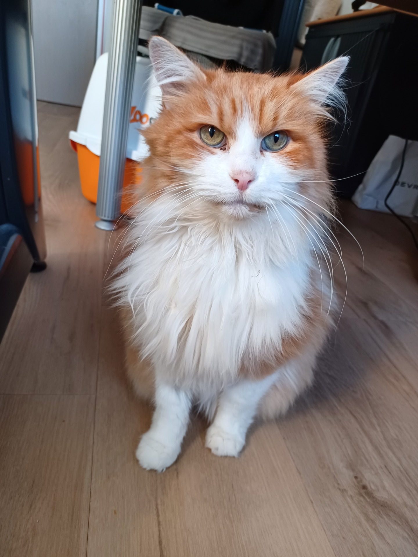 Photo de l'animal à adopté