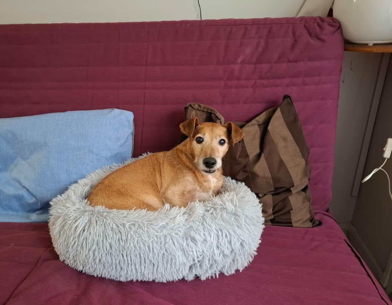 Photo de l'animal à adopté