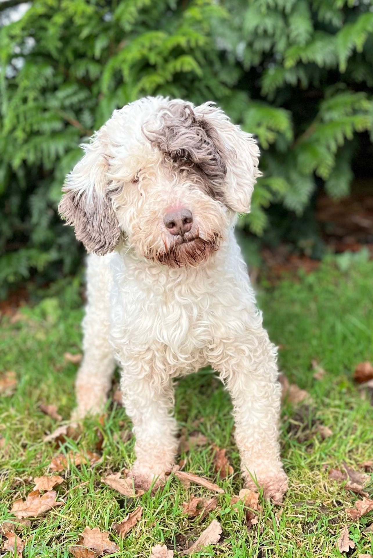 Photo de l'animal à adopté