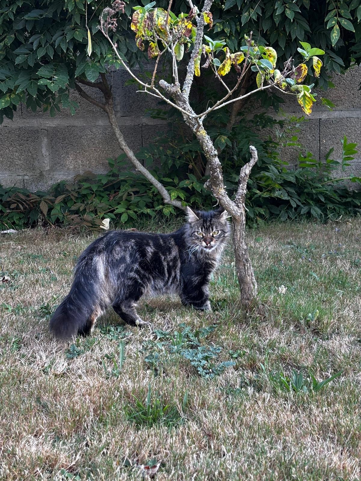 Photo de l'animal à adopté