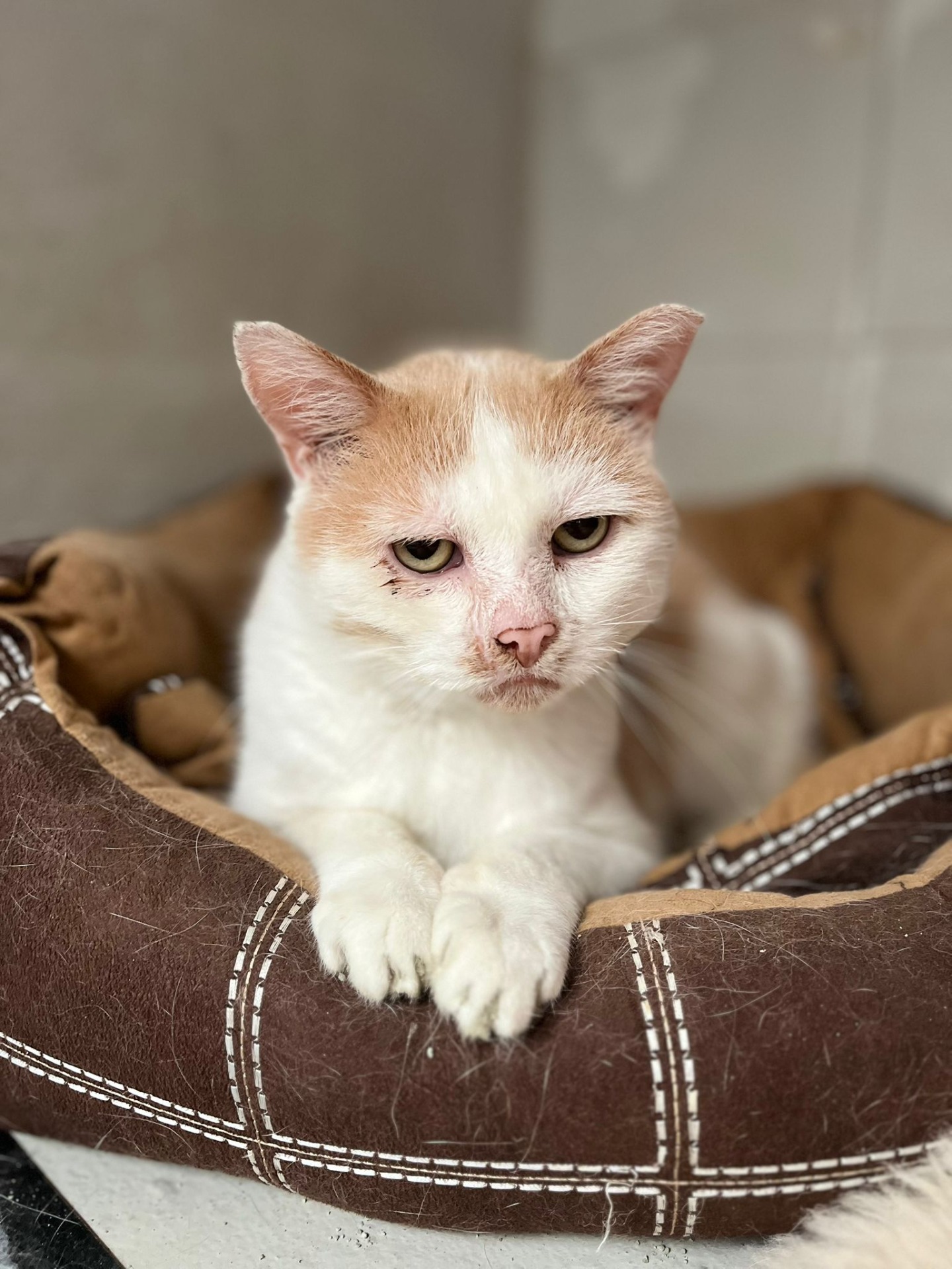 Photo de l'animal à adopté