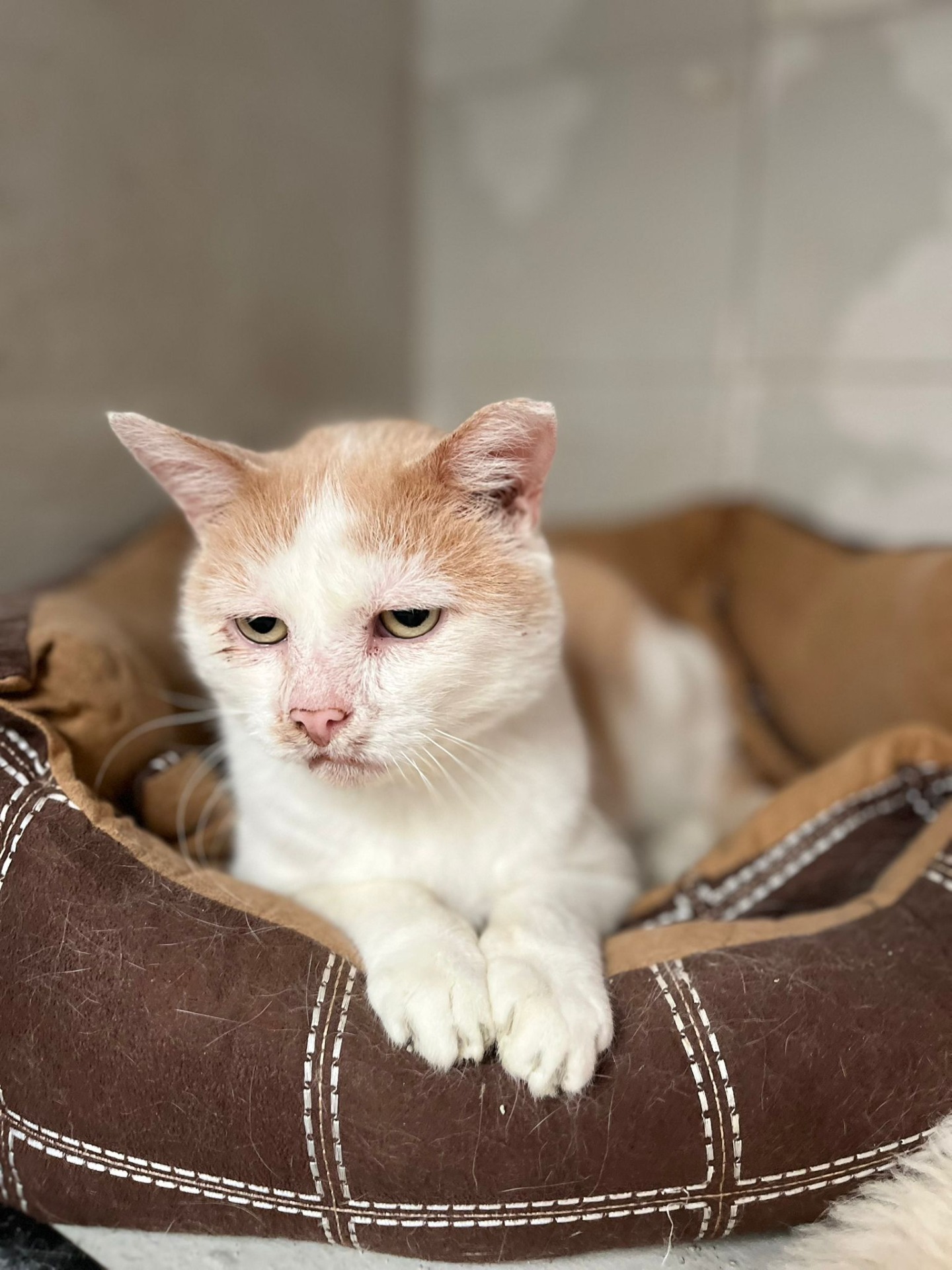 Photo de l'animal à adopté