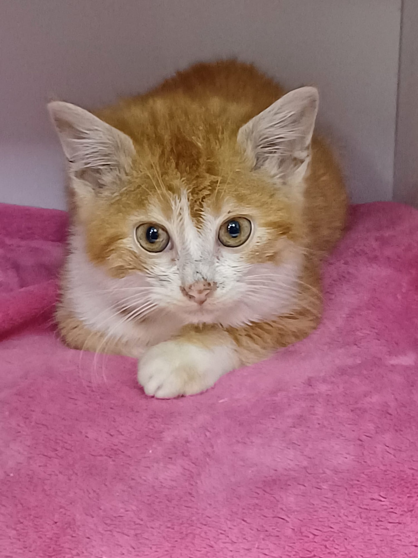 Photo de l'animal à adopté