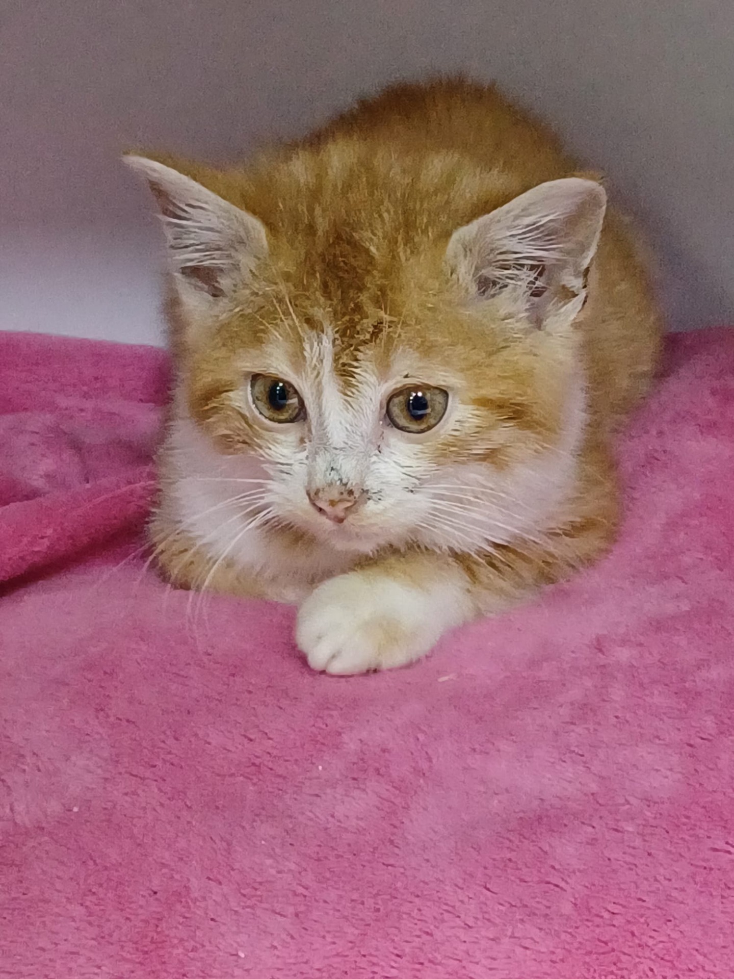 Photo de l'animal à adopté