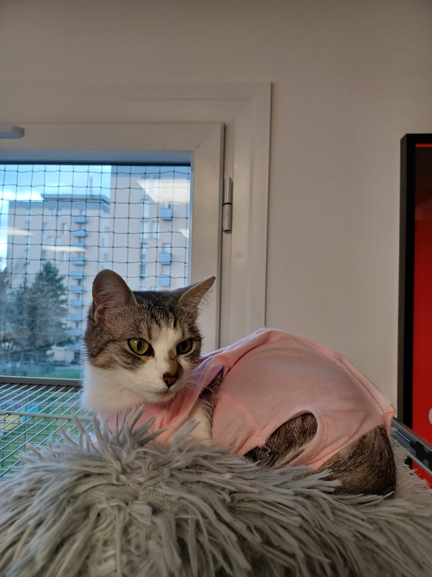 Photo de l'animal à adopté