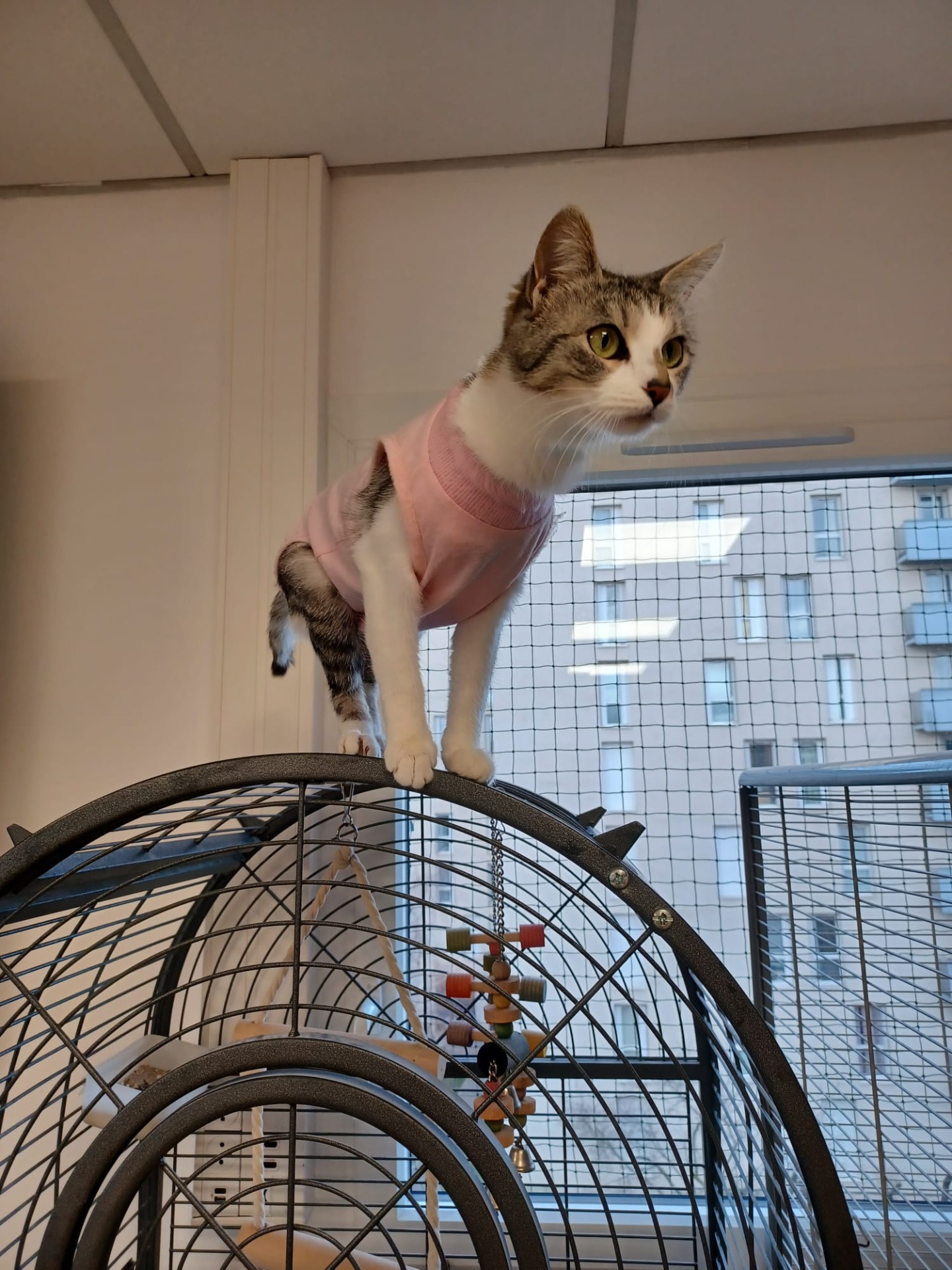 Photo de l'animal à adopté