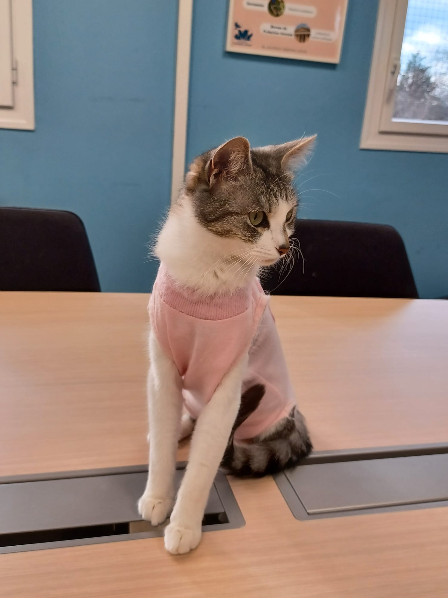 Photo de l'animal à adopté