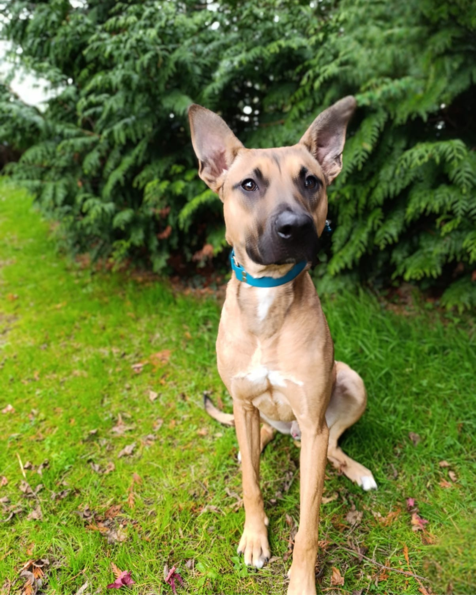 Photo de l'animal à adopté