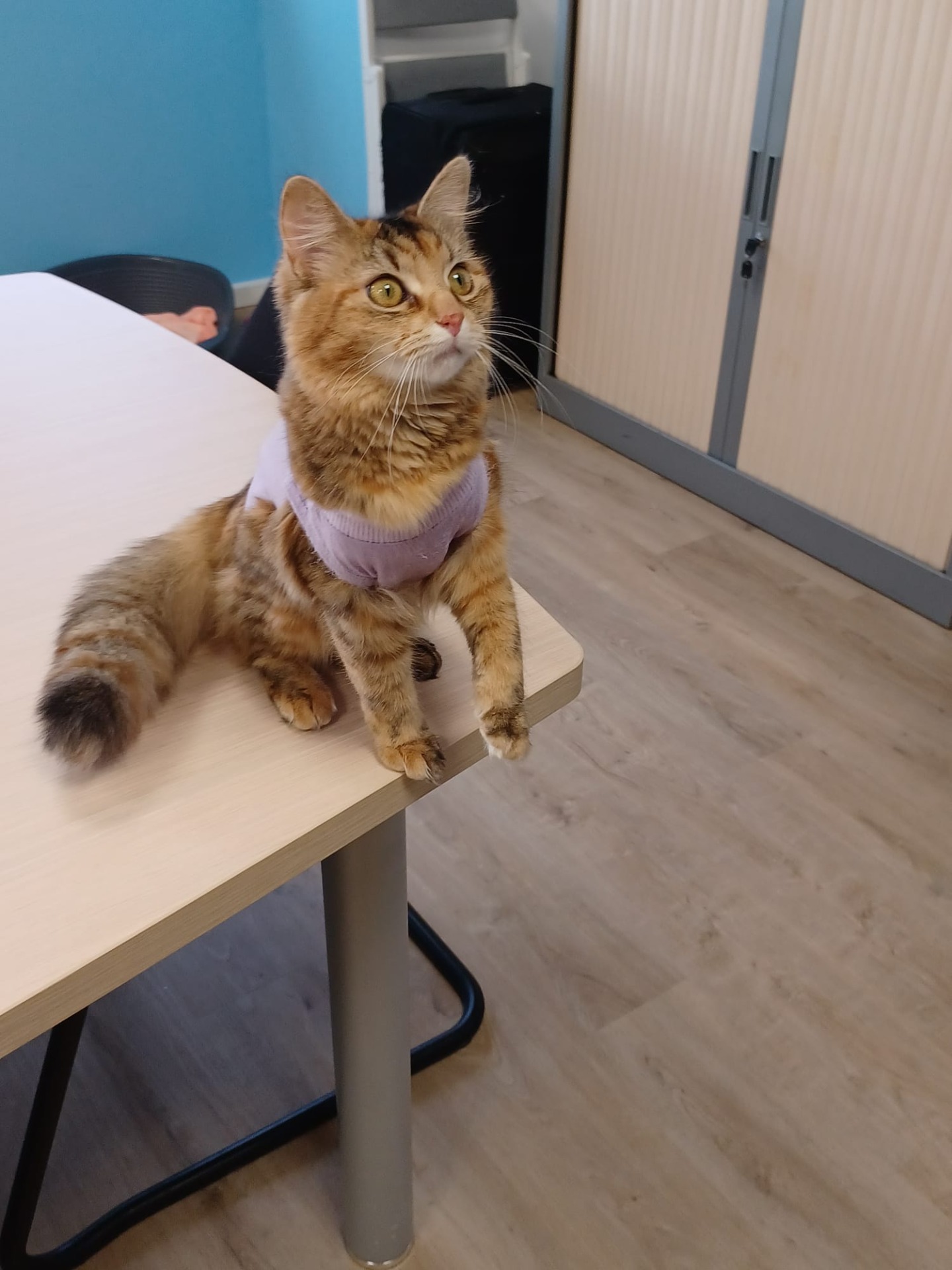 Photo de l'animal à adopté