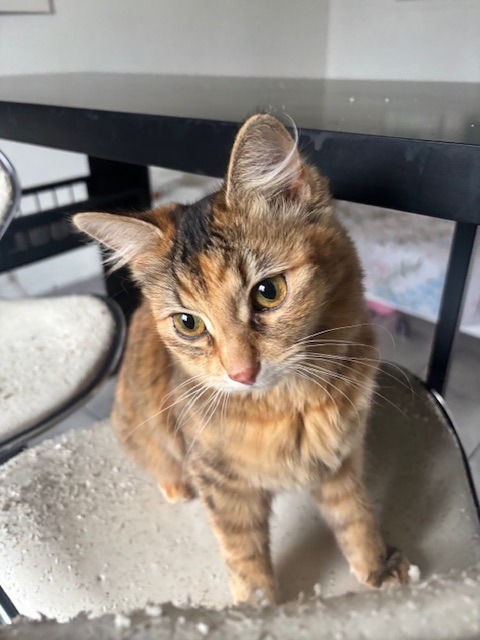 Photo de l'animal à adopté