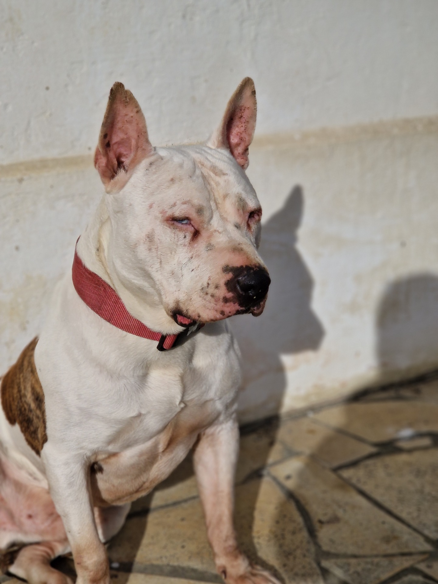 Photo de l'animal à adopté