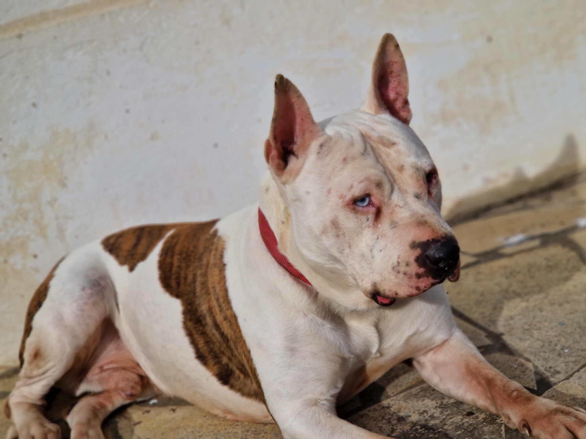 Photo de l'animal à adopté