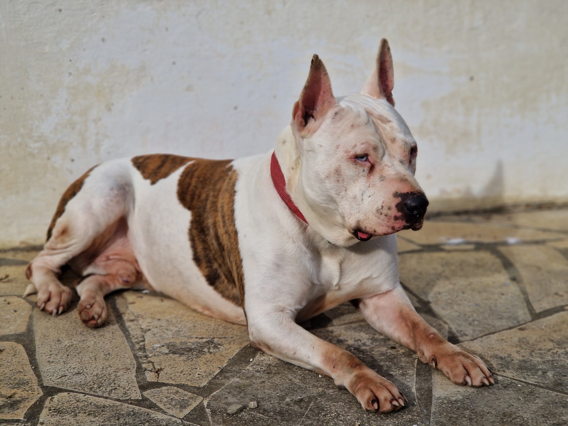 Photo de l'animal à adopté