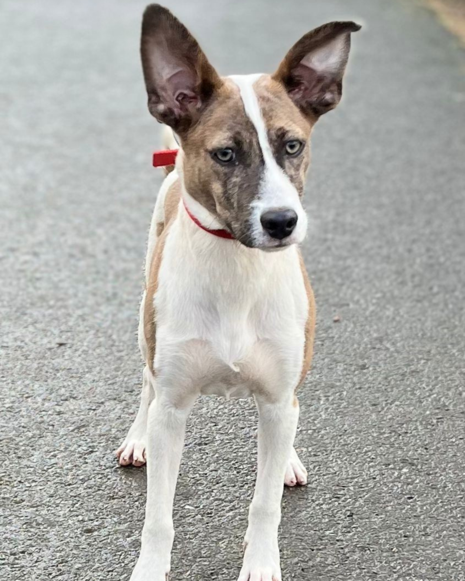 Photo de l'animal à adopté