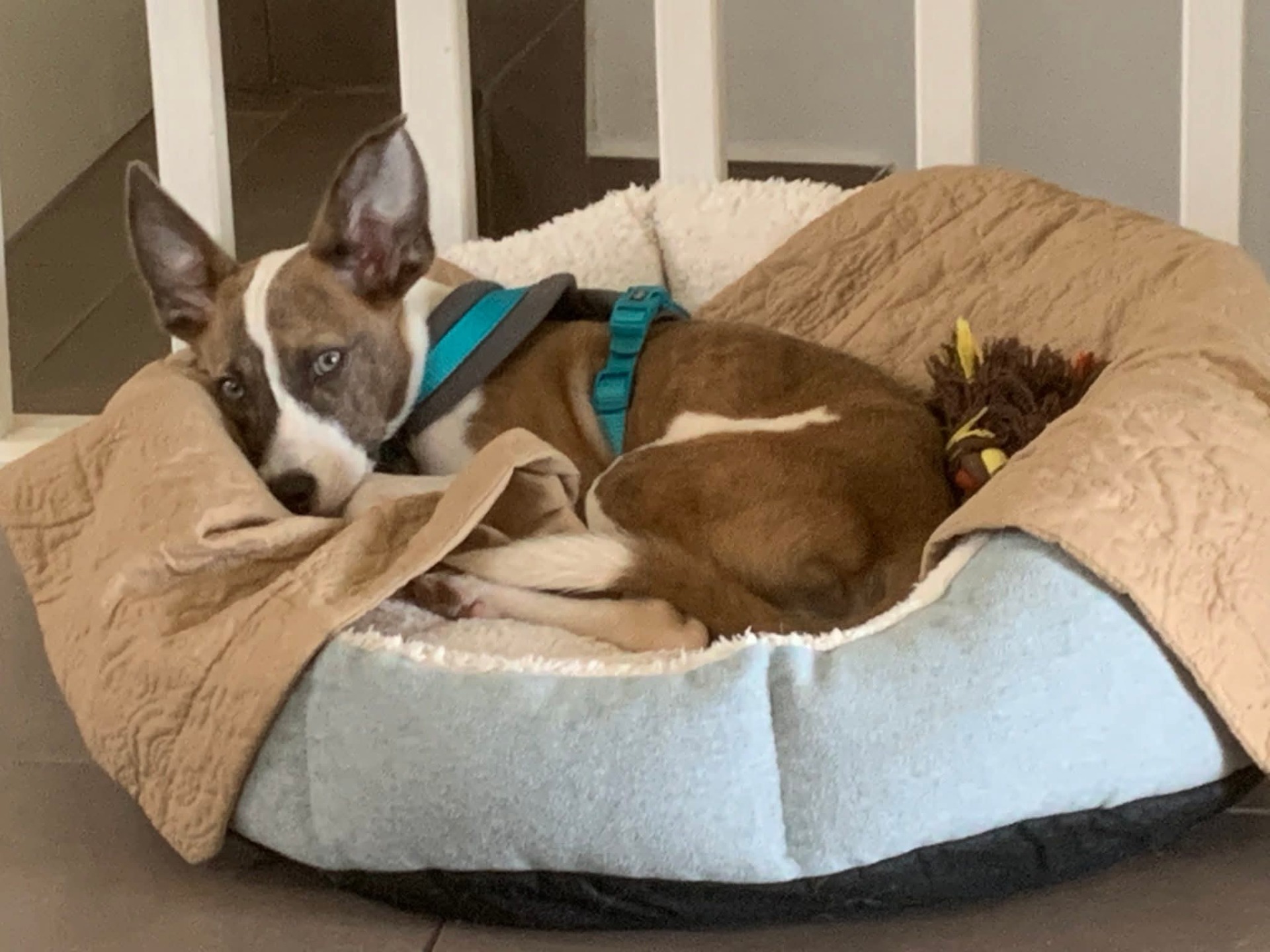 Photo de l'animal à adopté