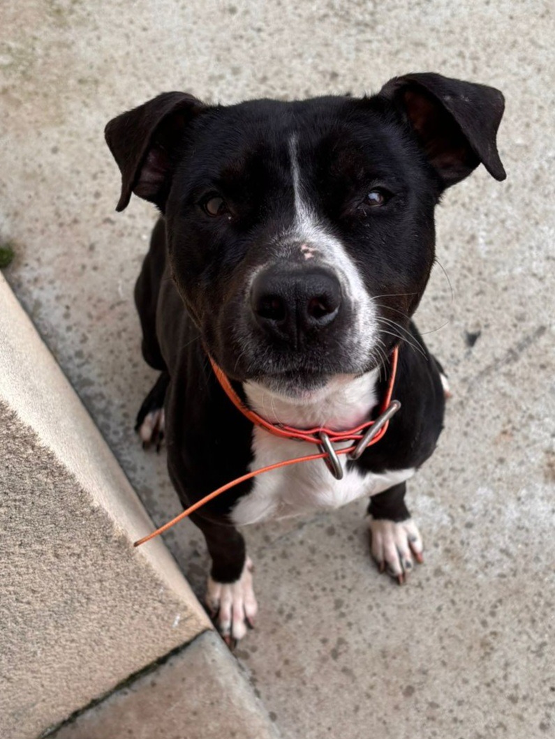 Photo de l'animal à adopté