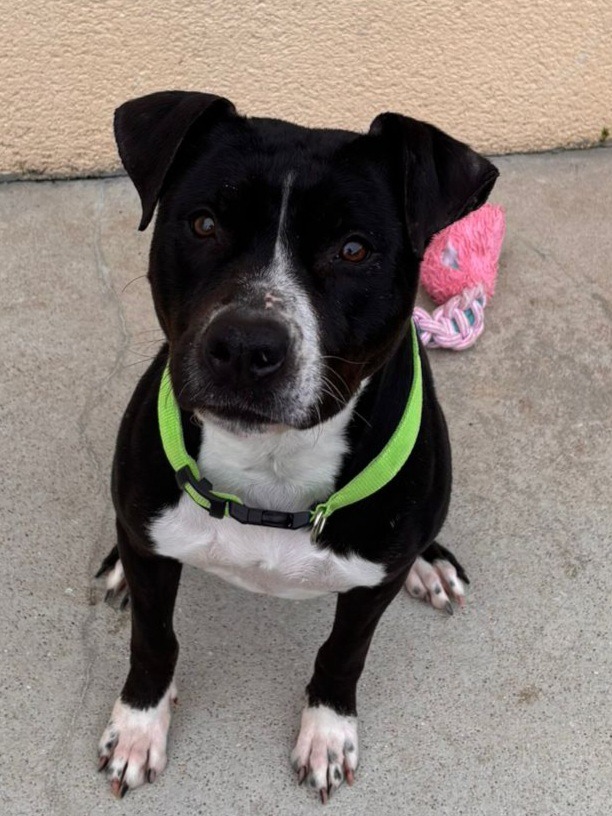 Photo de l'animal à adopté