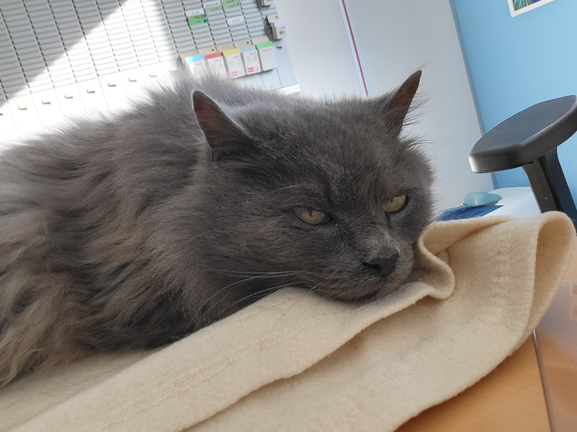 Photo de l'animal à adopté