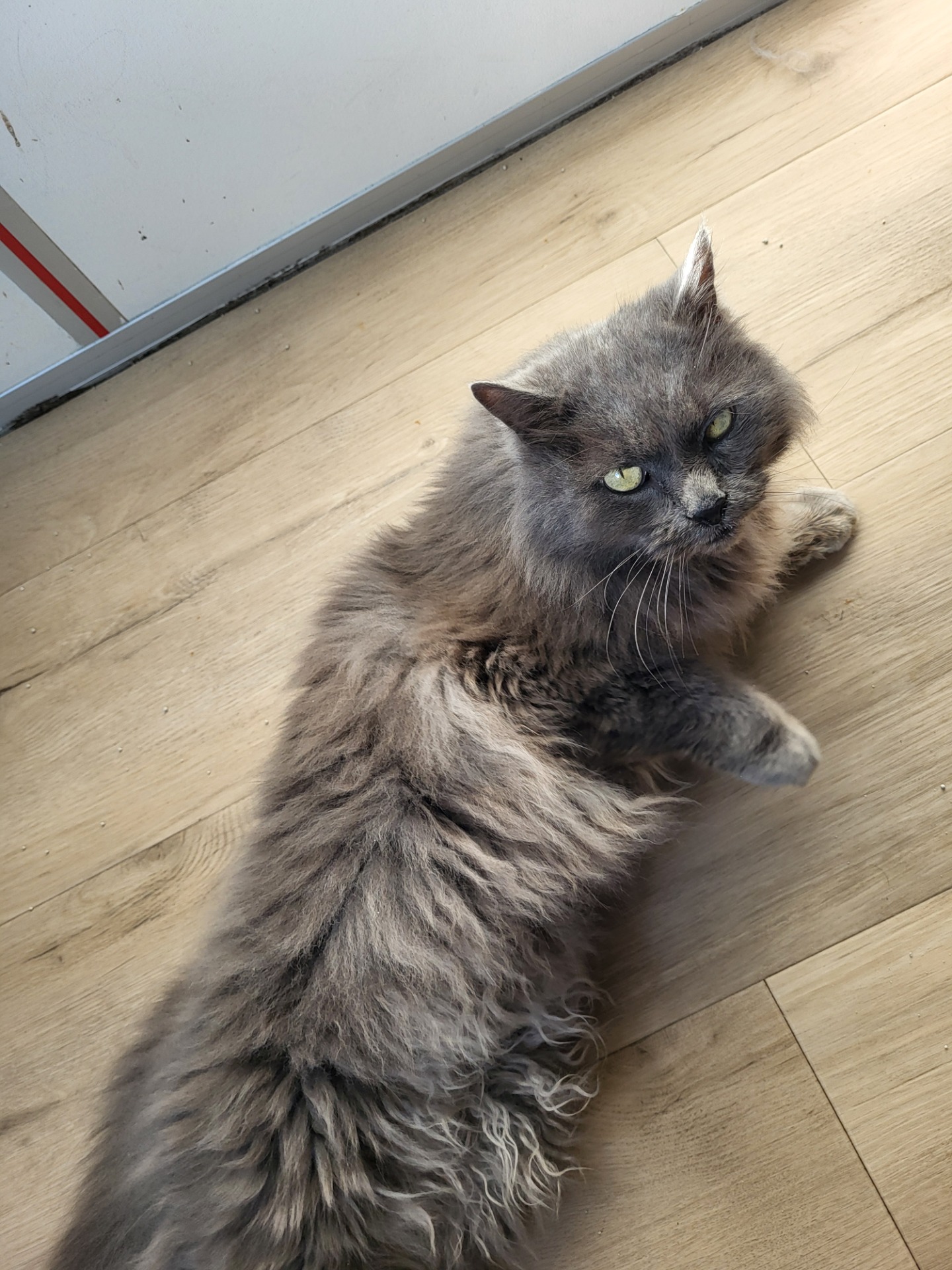 Photo de l'animal à adopté