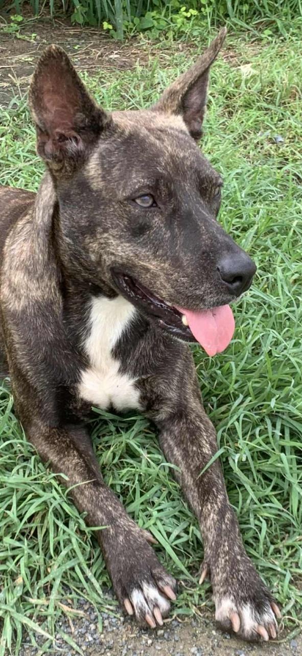 Photo de l'animal à adopté