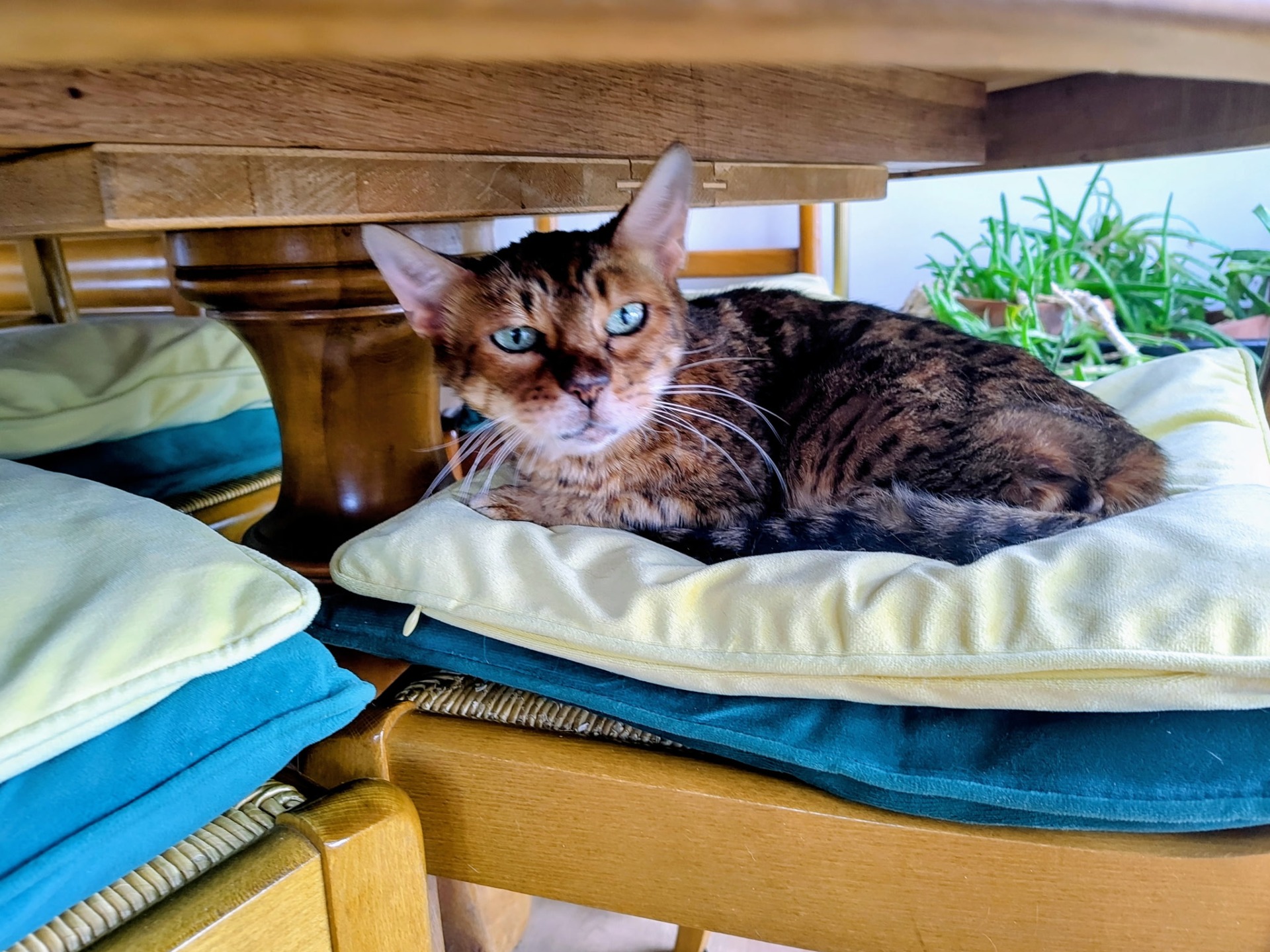 Photo de l'animal à adopté