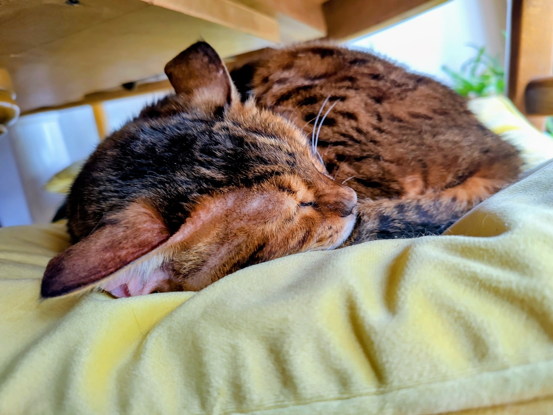 Photo de l'animal à adopté