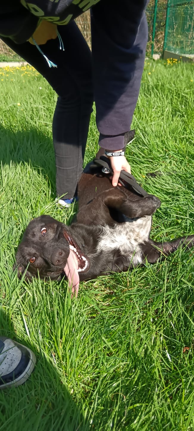 Photo de l'animal à adopté