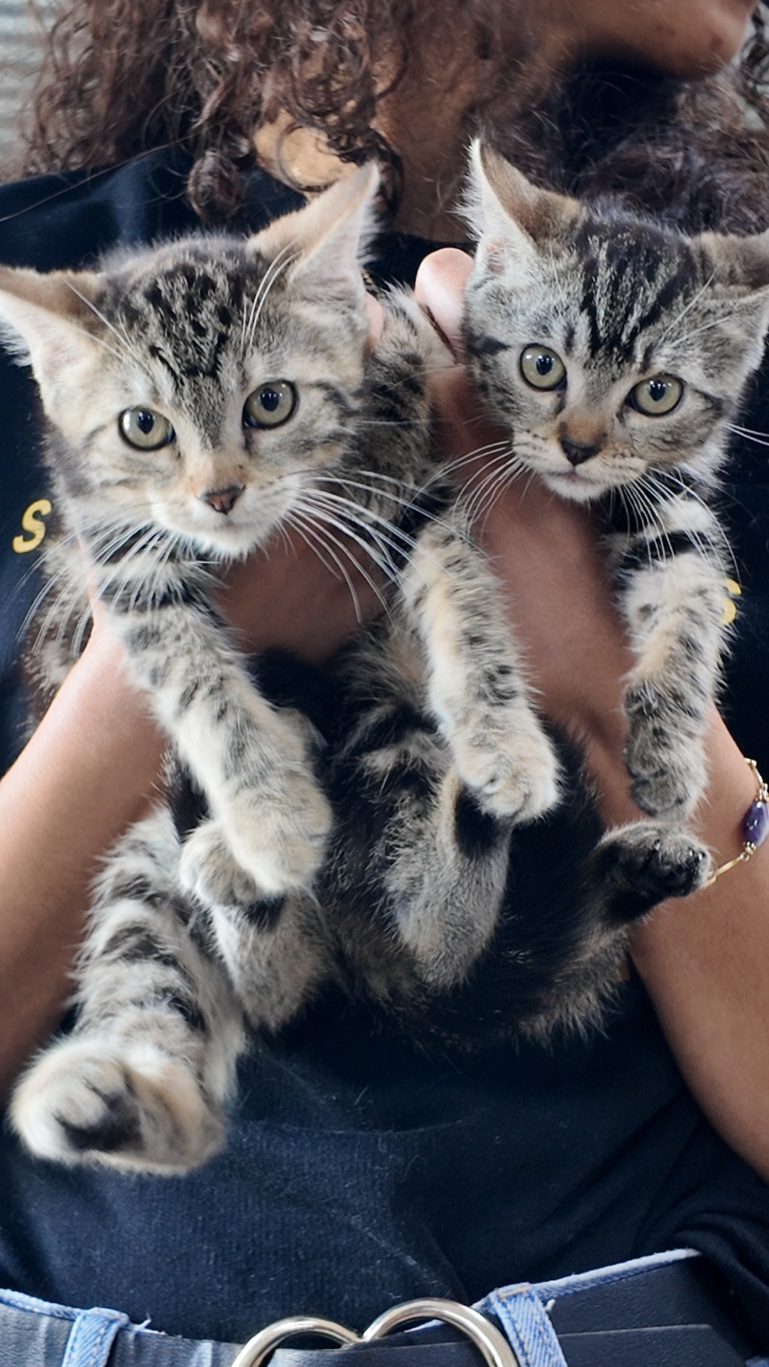 Photo de l'animal à adopté