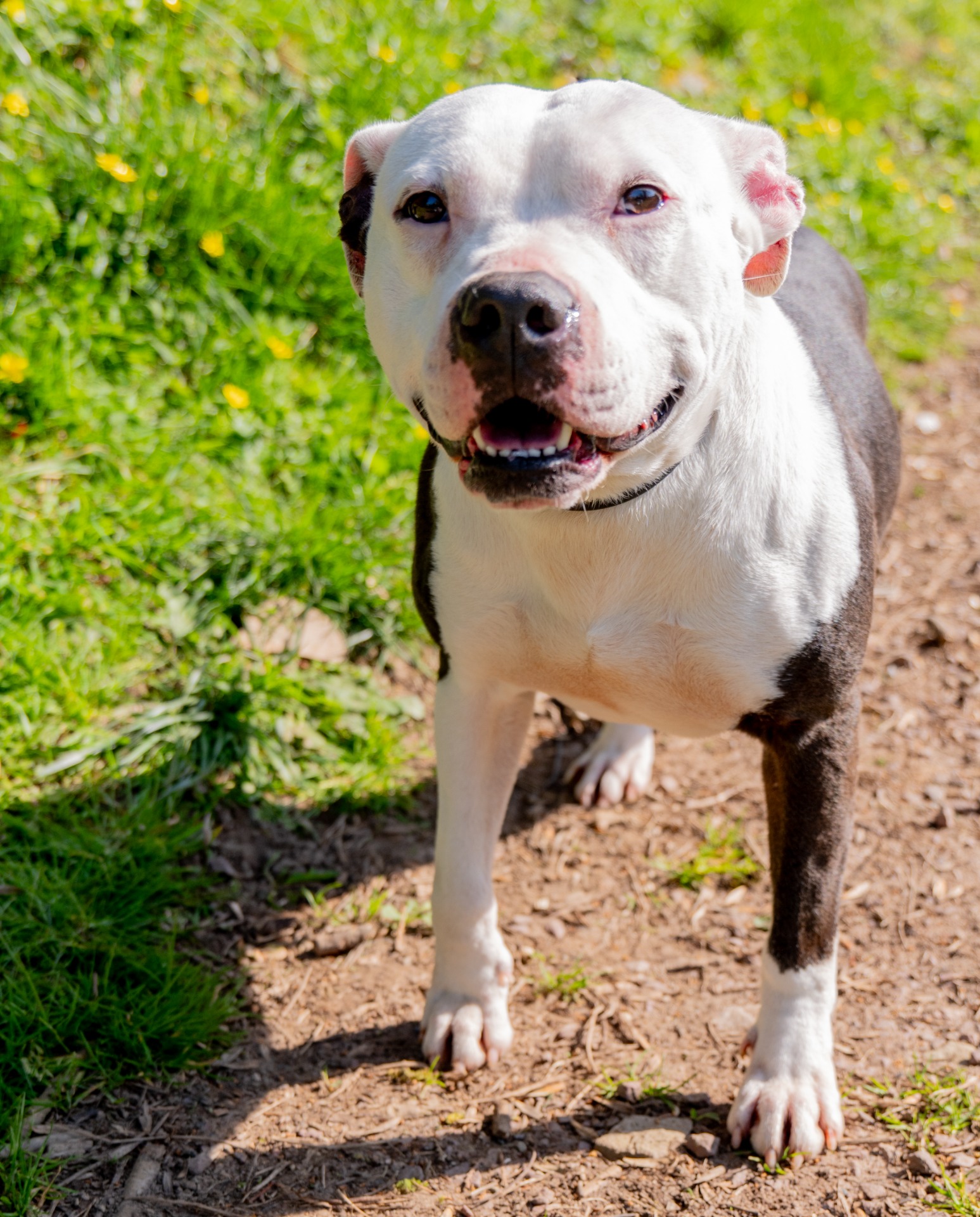Photo de l'animal à adopté