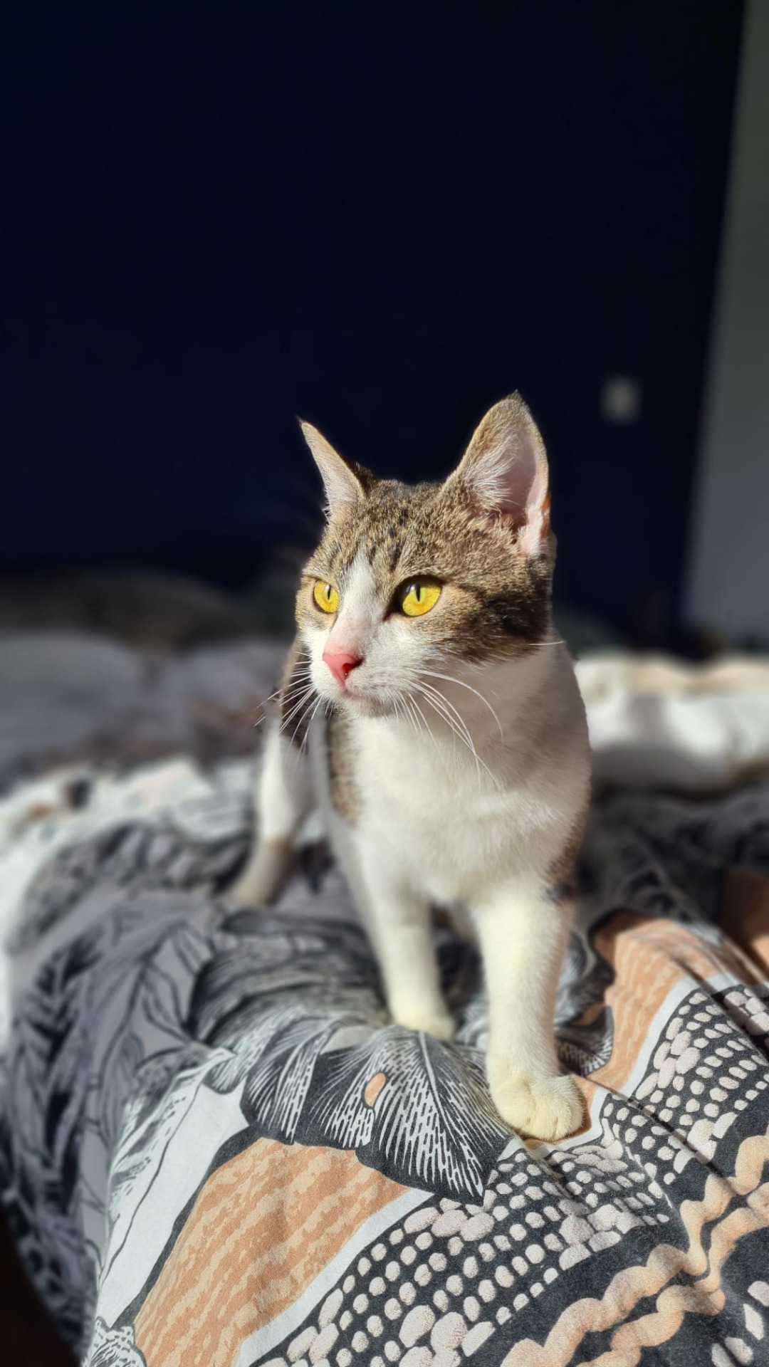 Photo de l'animal à adopté