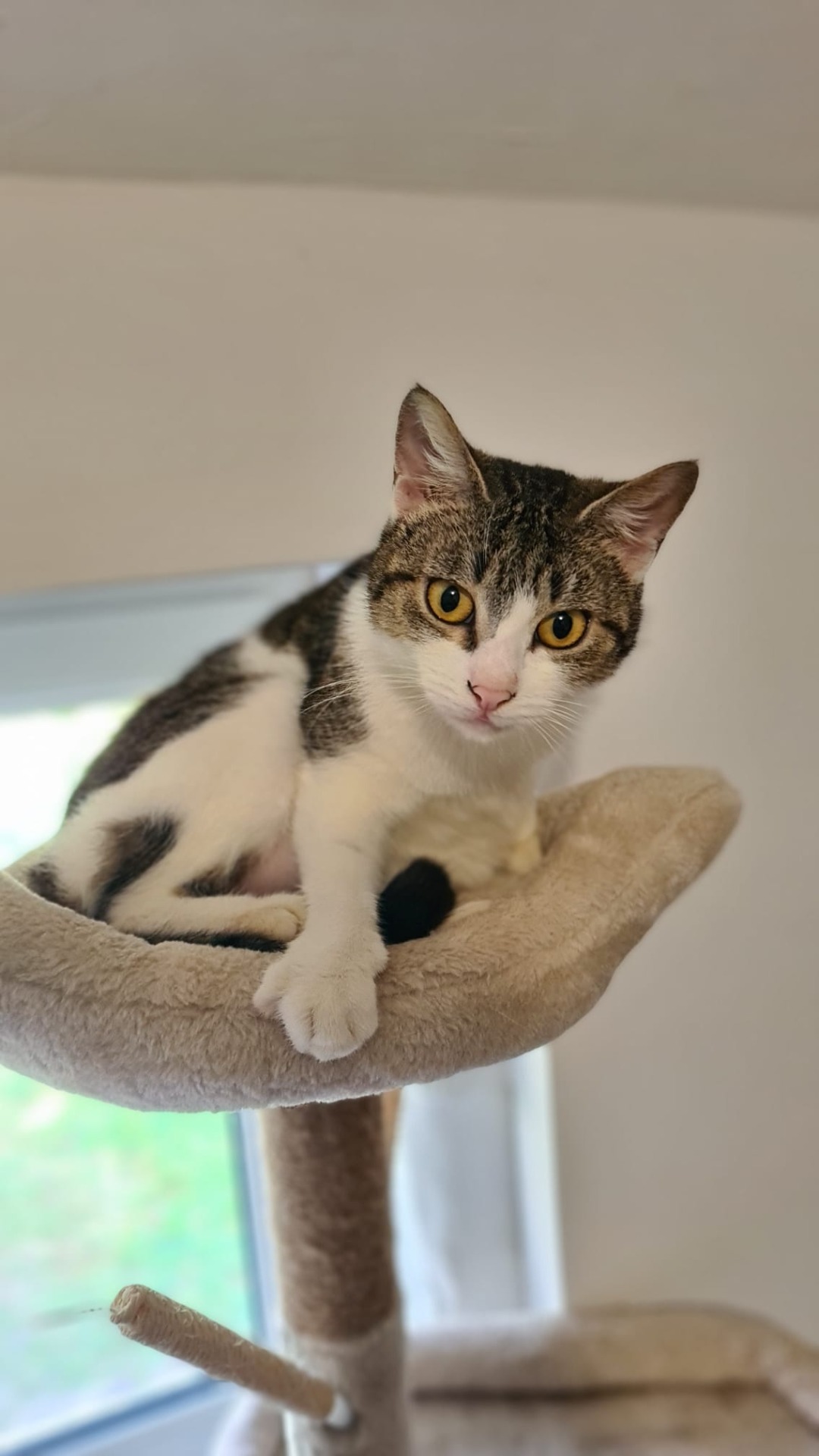 Photo de l'animal à adopté