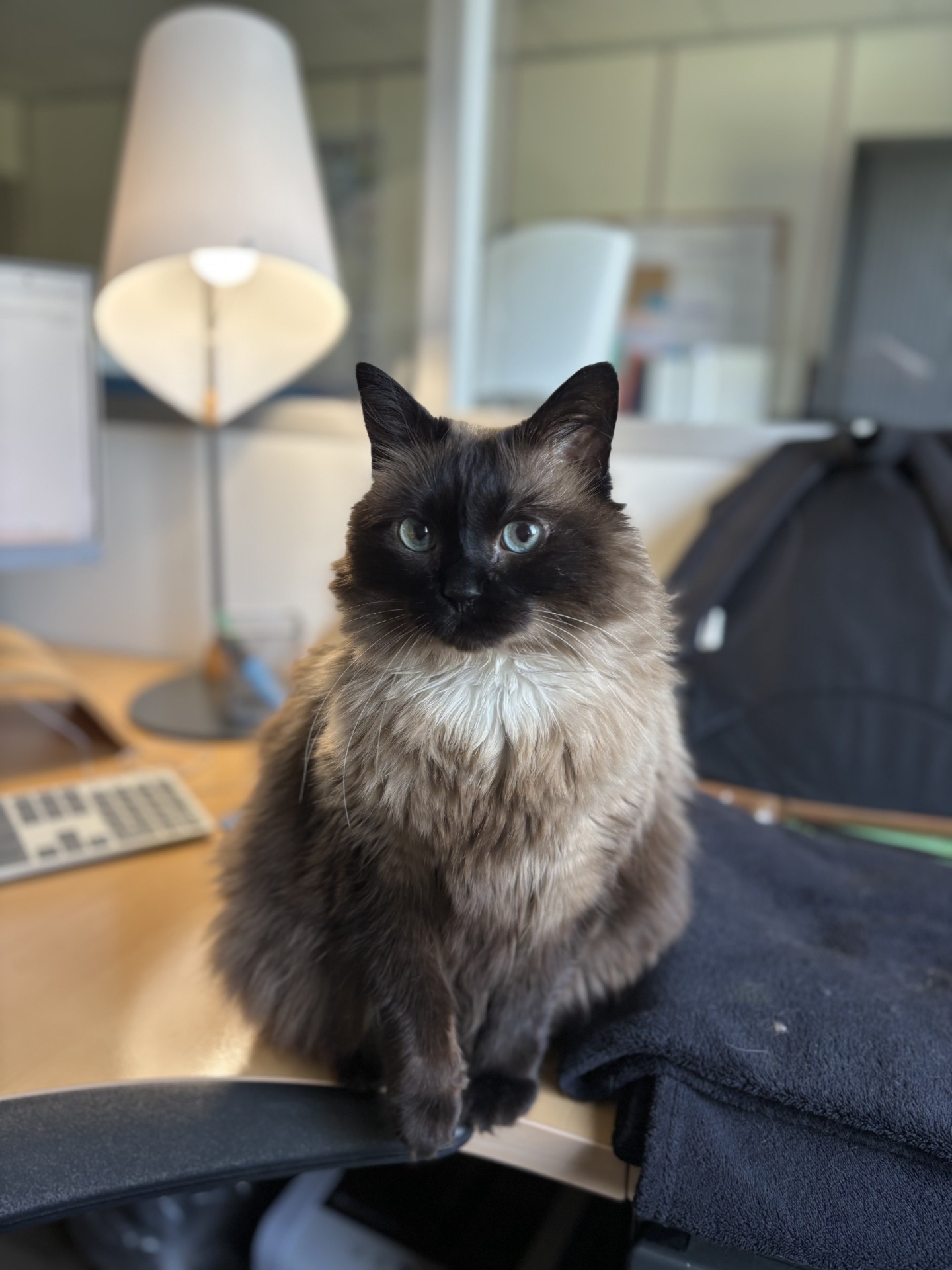 Photo de l'animal à adopté