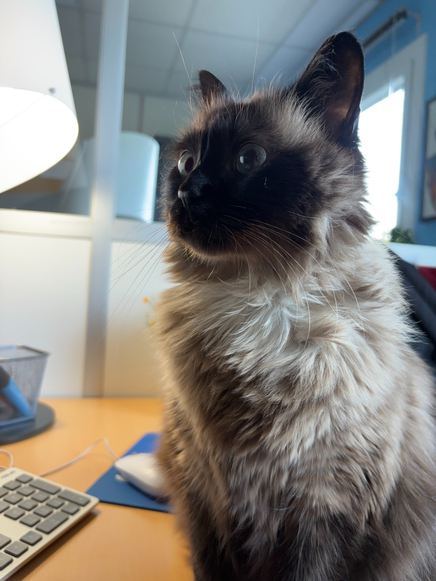 Photo de l'animal à adopté