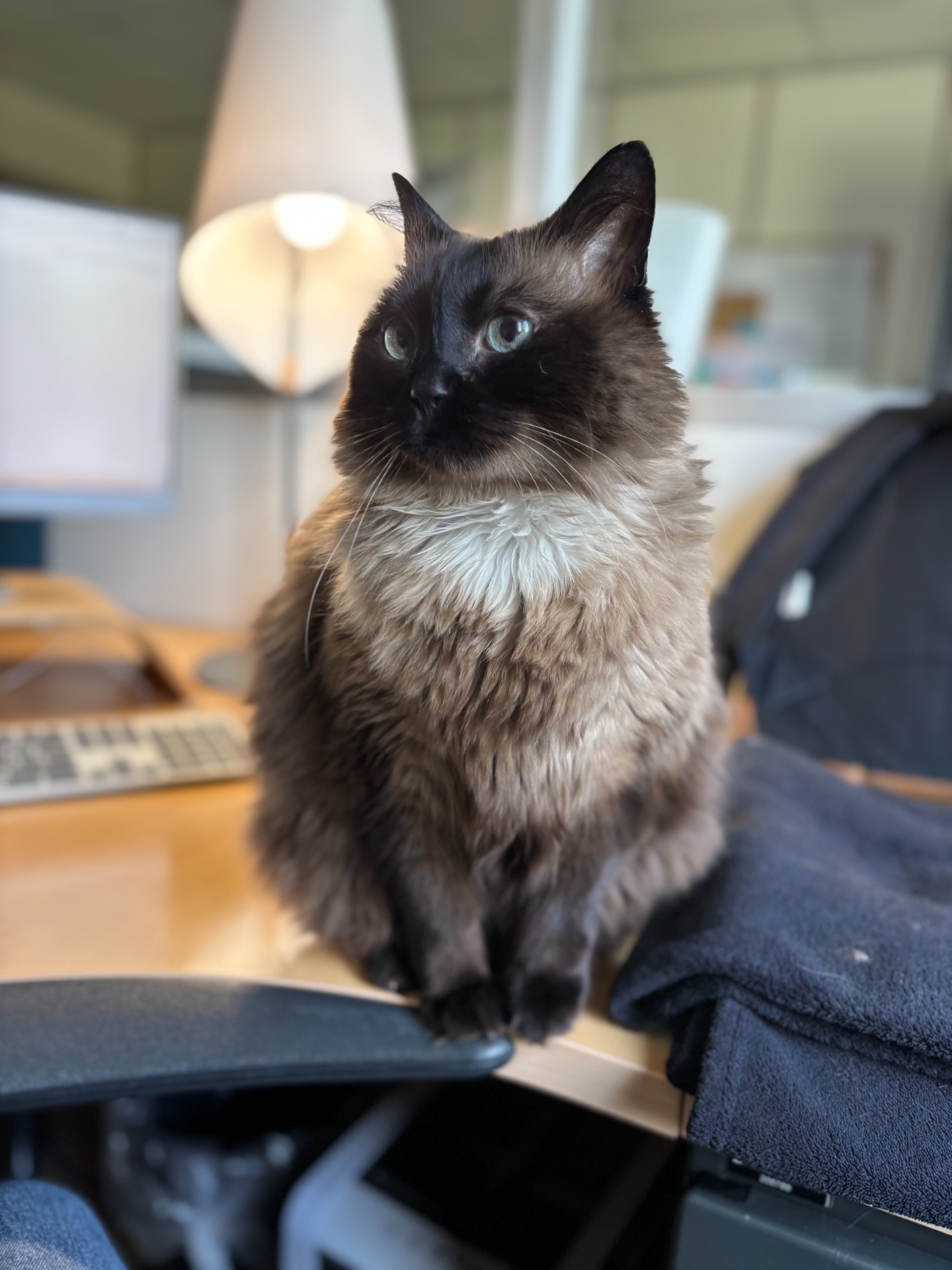 Photo de l'animal à adopté