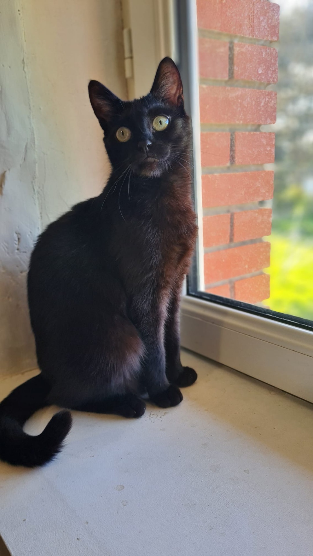 Photo de l'animal à adopté