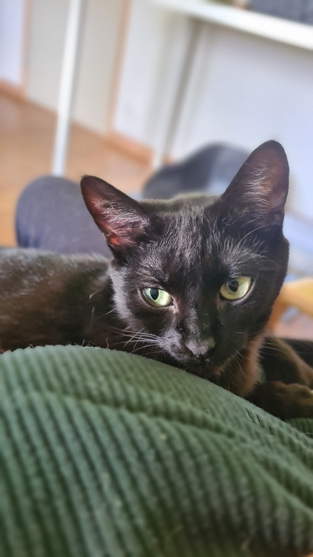 Photo de l'animal à adopté